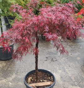 Клен пальмолистий ACER PALMATUM DISSECTUM  С40 1/2 fusto  h 140